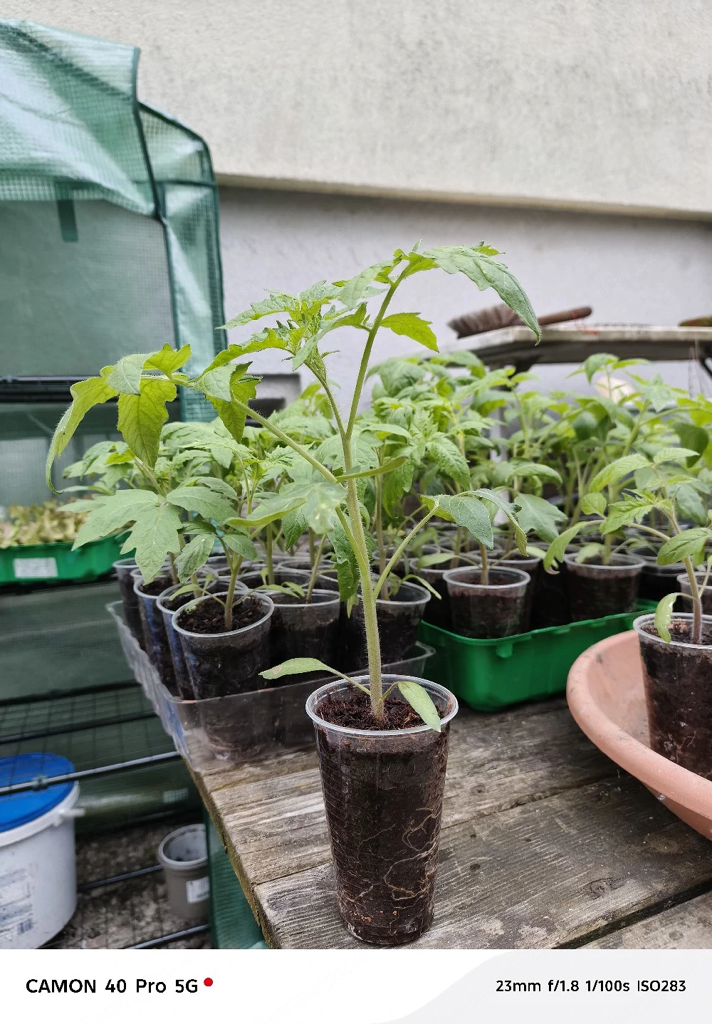 Tomaten Setzlinge Pflanzen 