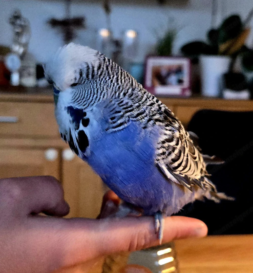 Vogelkäfig mit 2 Wellensittichen