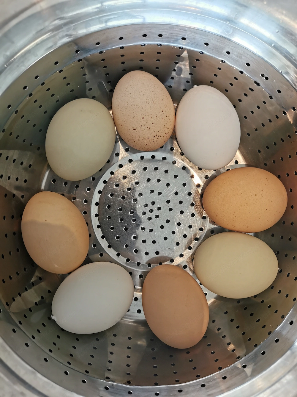 4 Hühner und ein Hahn 1 Jahr alt. 