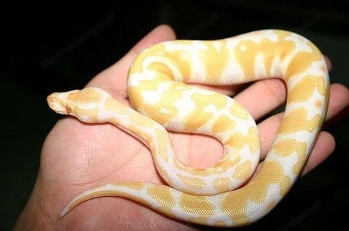 Albino- und Scheckenpythons suchen ein neues Zuhause