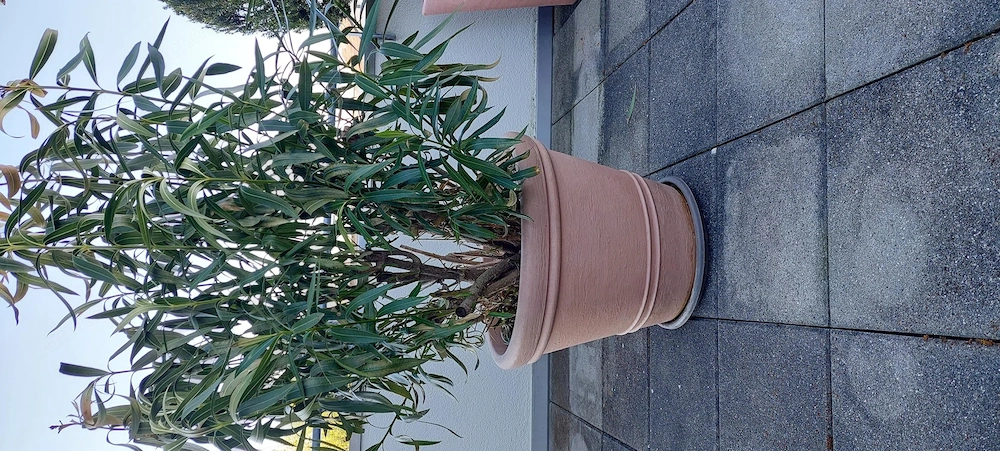 Oleander mit Topf