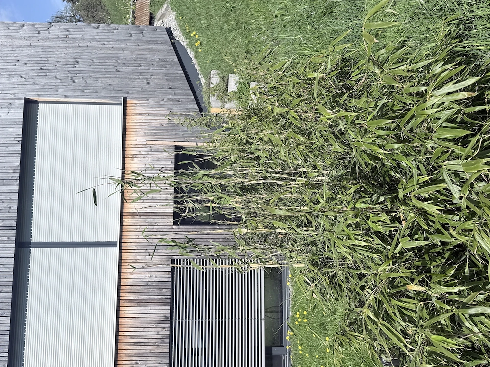 Bambus Fargesia horstartig