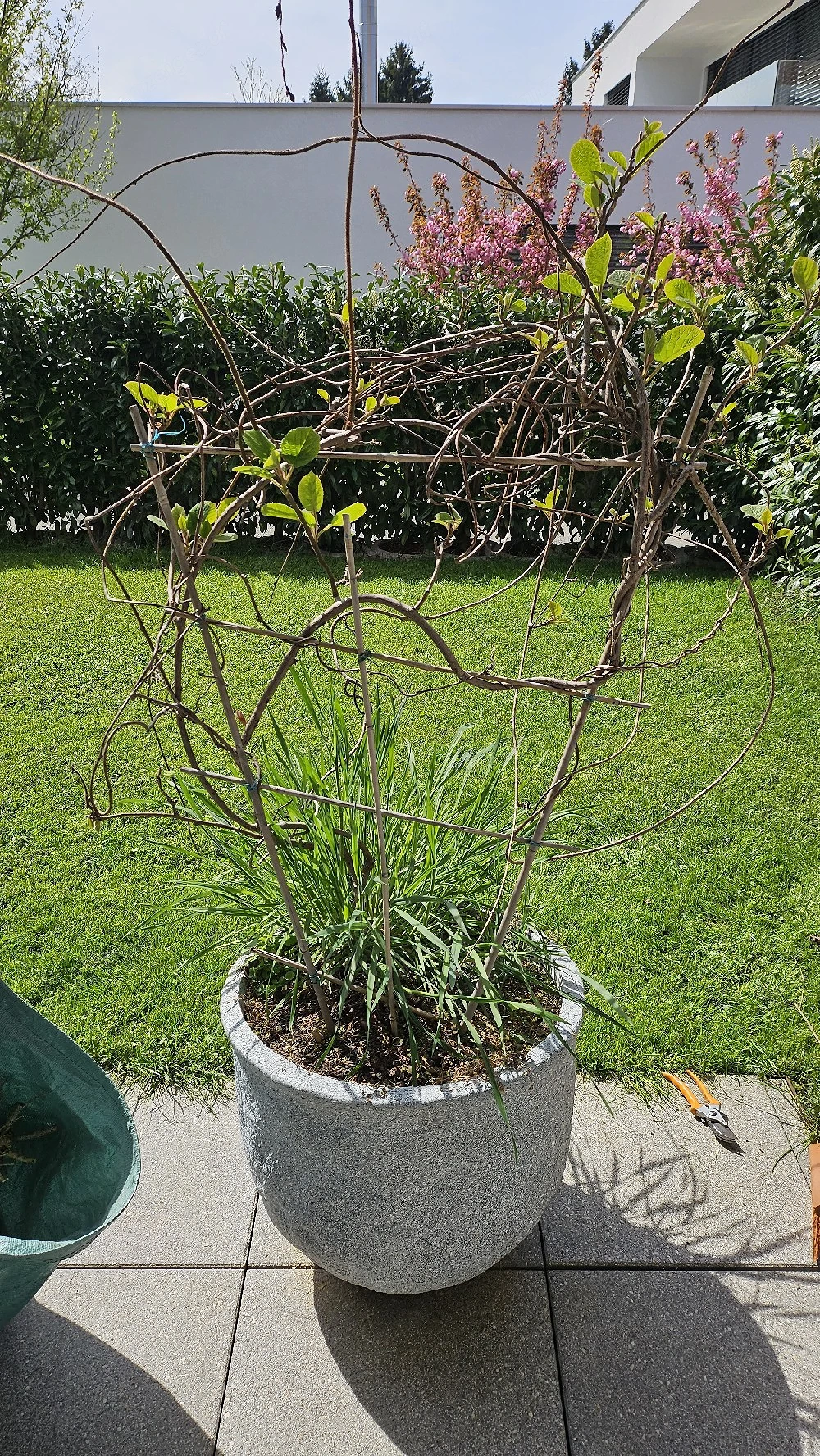 Kiwie im Topf zu verschenken