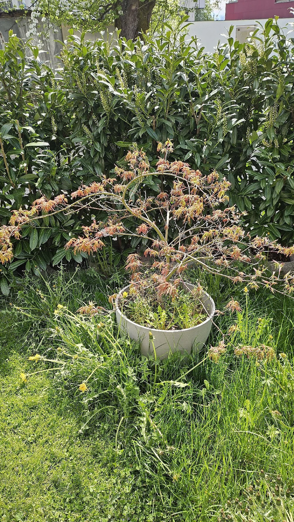 Verschenke Japanisches Bäumche  im Topf