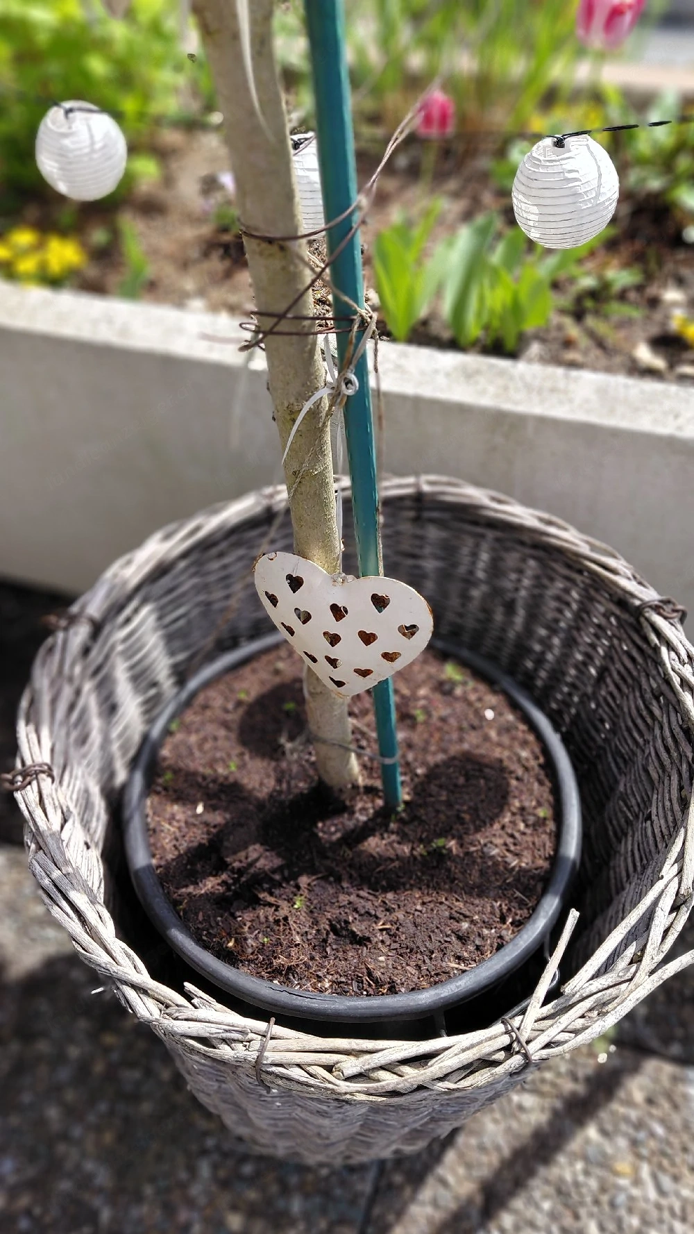 Ahornbäumchen zu verkaufen!