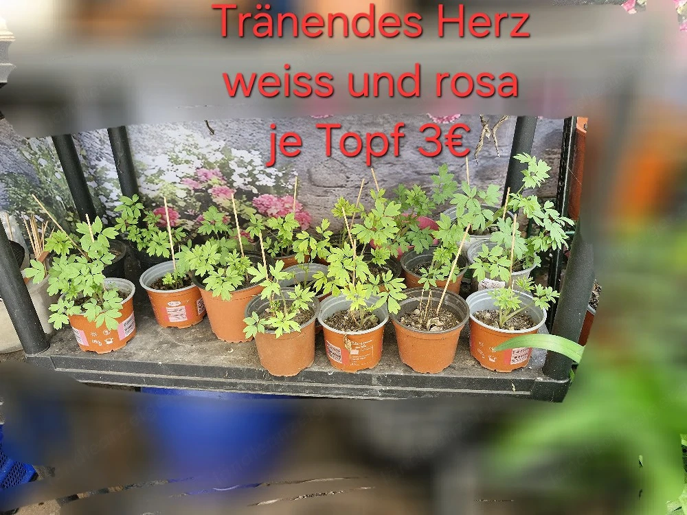 verschiedene Pflanzen