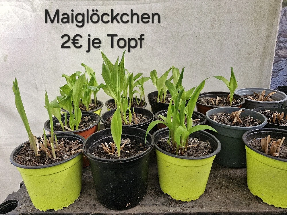 verschiedene Planzen für den Garten