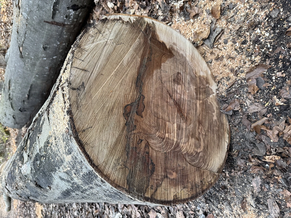 Buchenstämme Tischlerware 