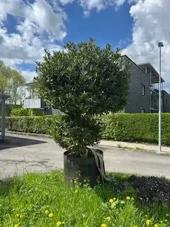 Zweistämmiger Kirsch-Lorbeerbaum 