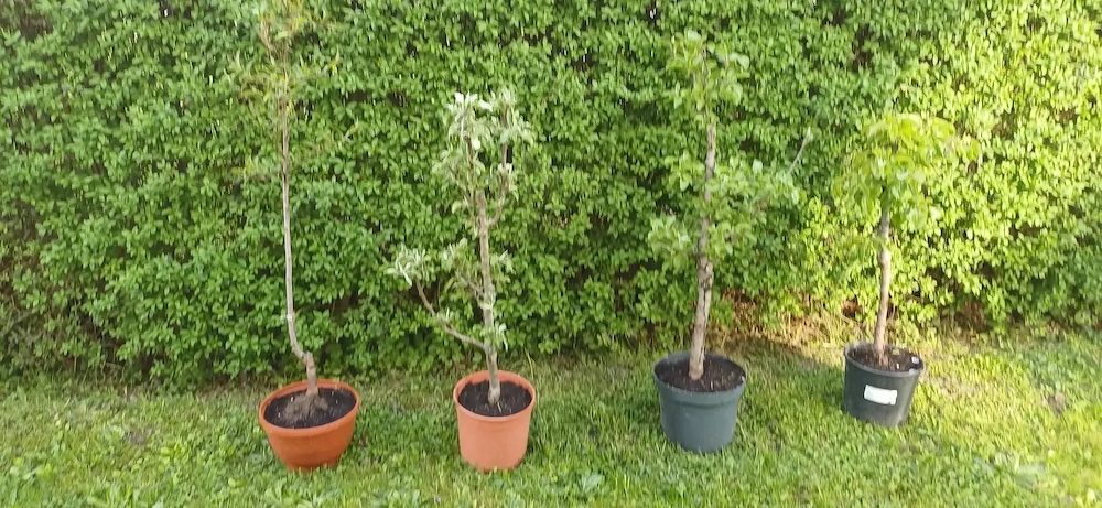 Obstbäume, Apfelbaum, Birnbaum, Pfirsichbaum 