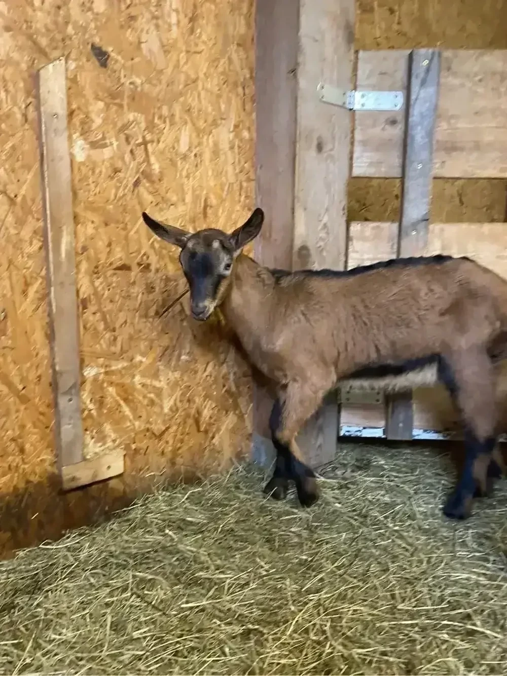 Gemsfarbiger Gebirgsziegenbock