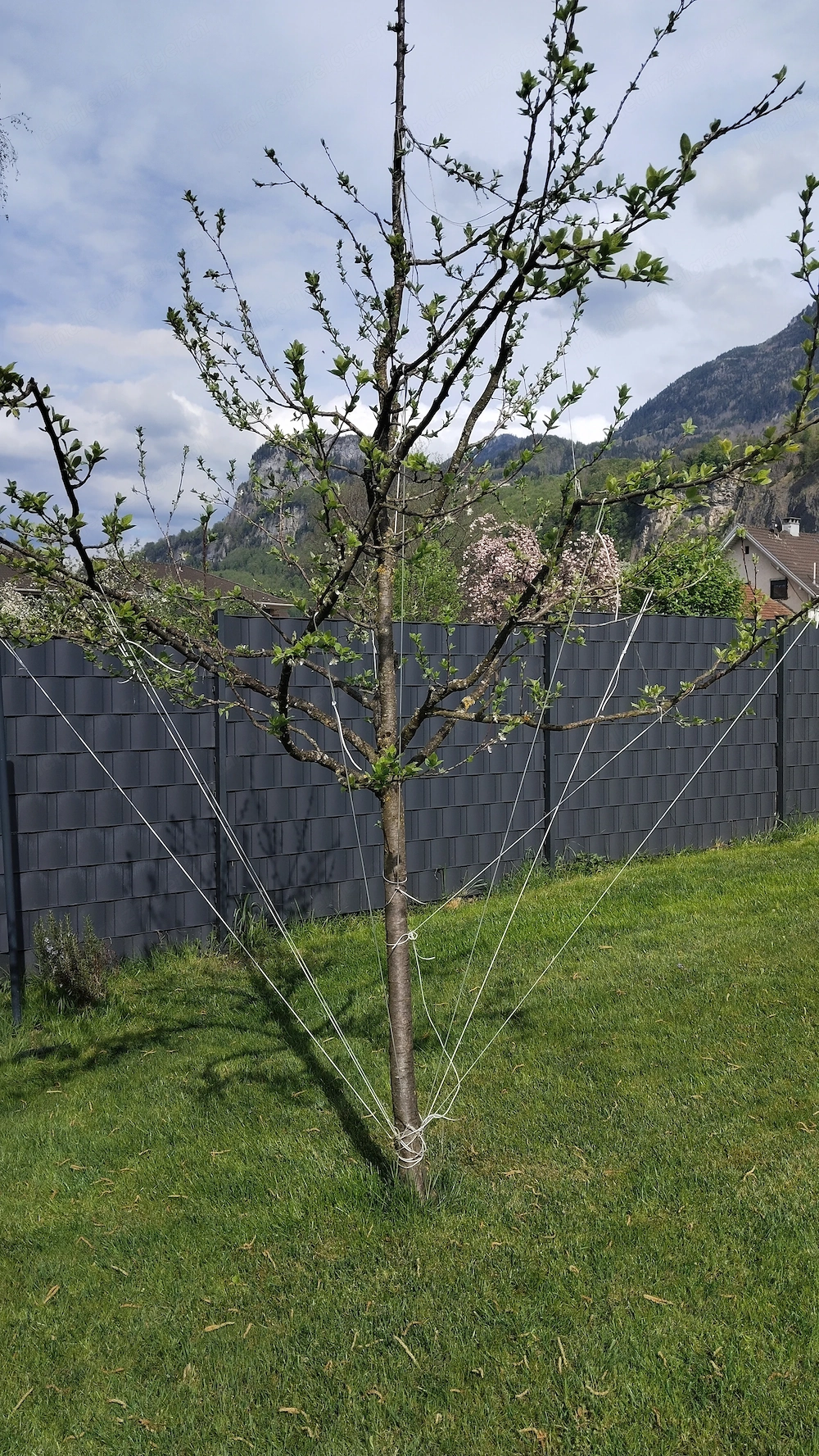 Junger Zwetschgenbaum