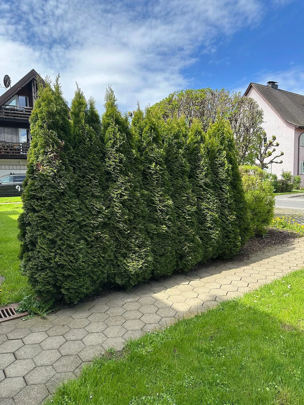 Sieben prächtige Thuja-Bäume (ca. 2 m)   nur gemeinsam abzugeben!