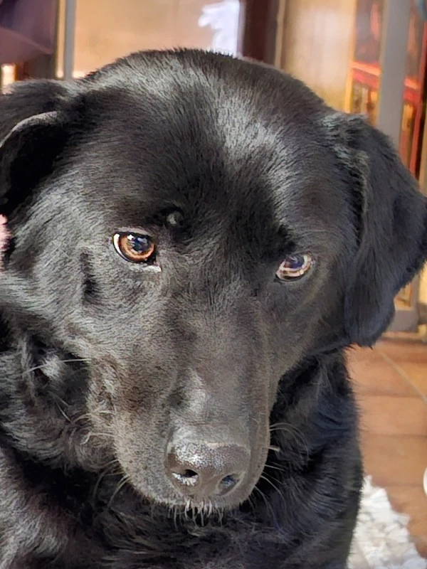 Mila - NOTFALL Österreich