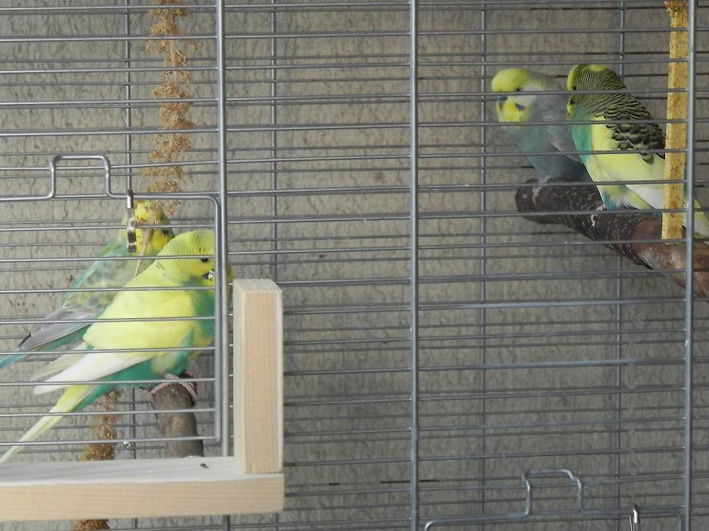 4 Wellensittiche Männchen mit Zubehör