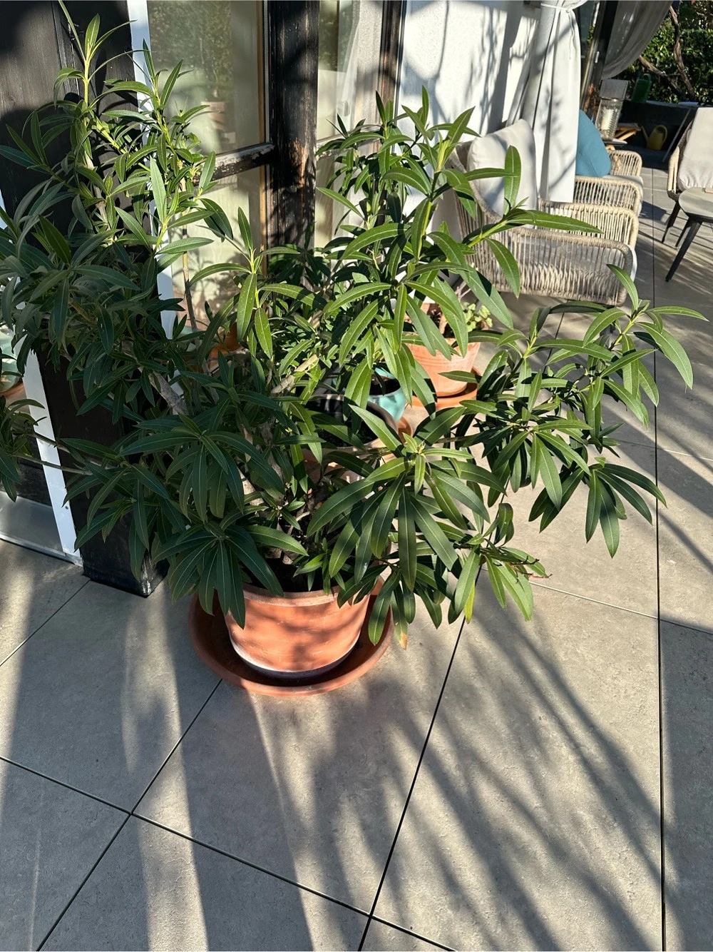 Oleander zu verschenken