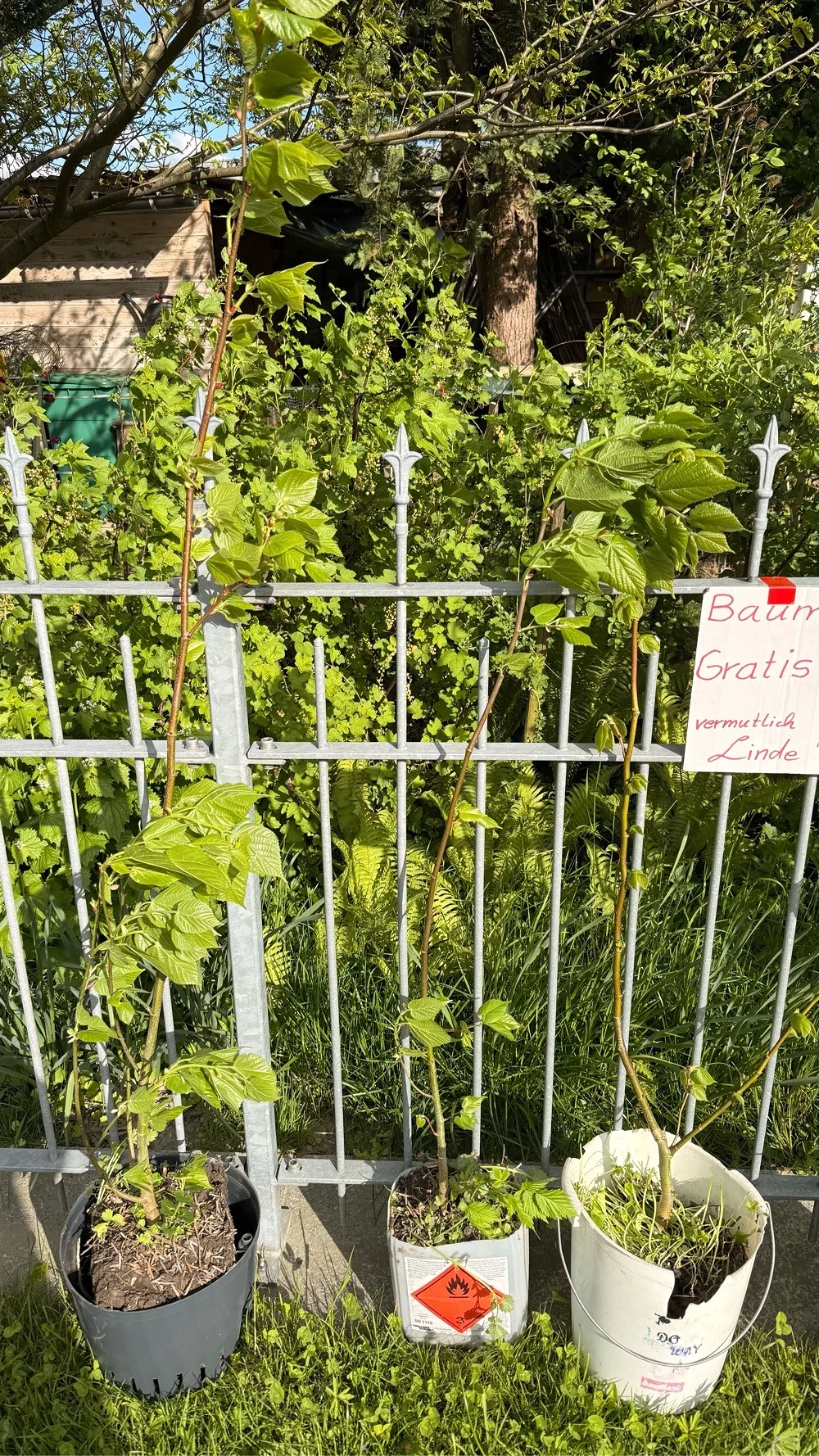 Linde Bäume CO2 Speicher 