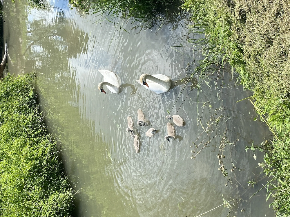 Liebe es eine BBW zu verwöhnen 