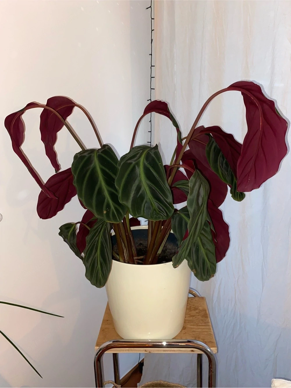 große Zimmerpflanze