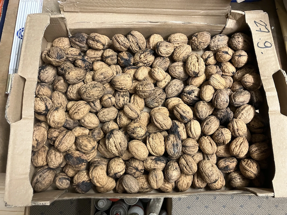 Walnüsse ca. 10kg, 2025 2. Wahl, günstig