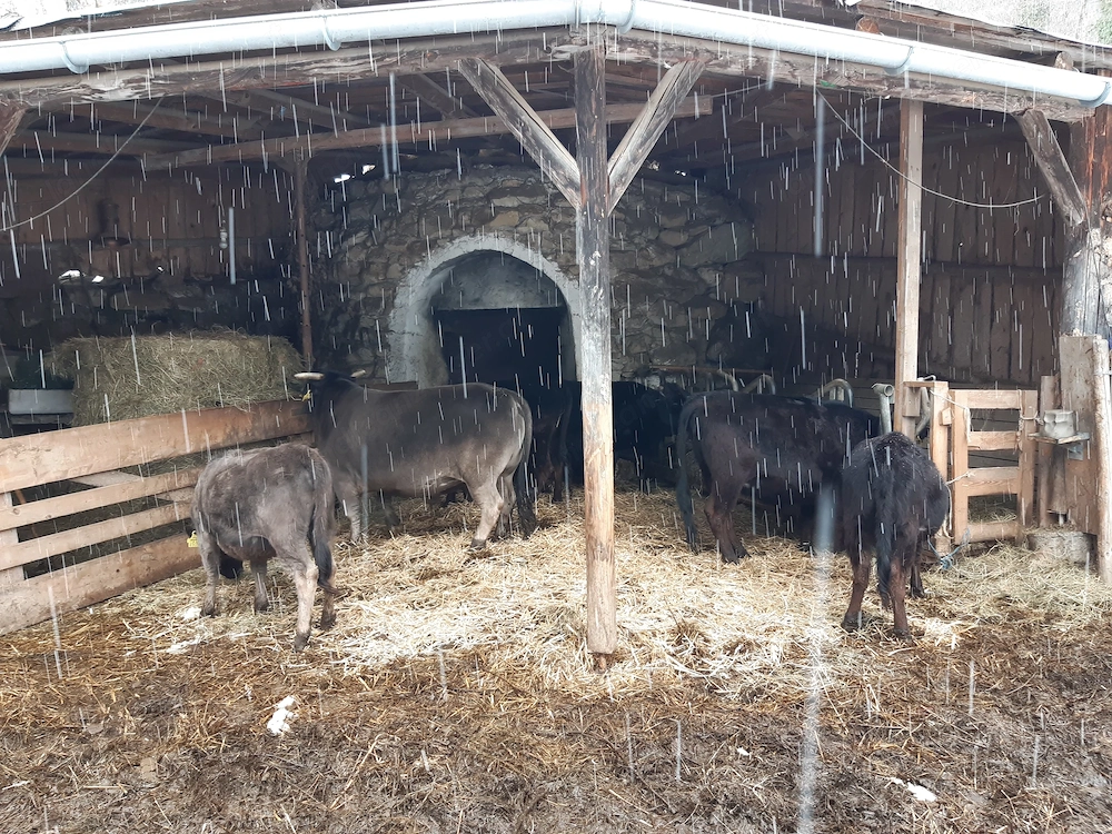 Zwergrinder (Rasse: Dahomey) zu verkaufen