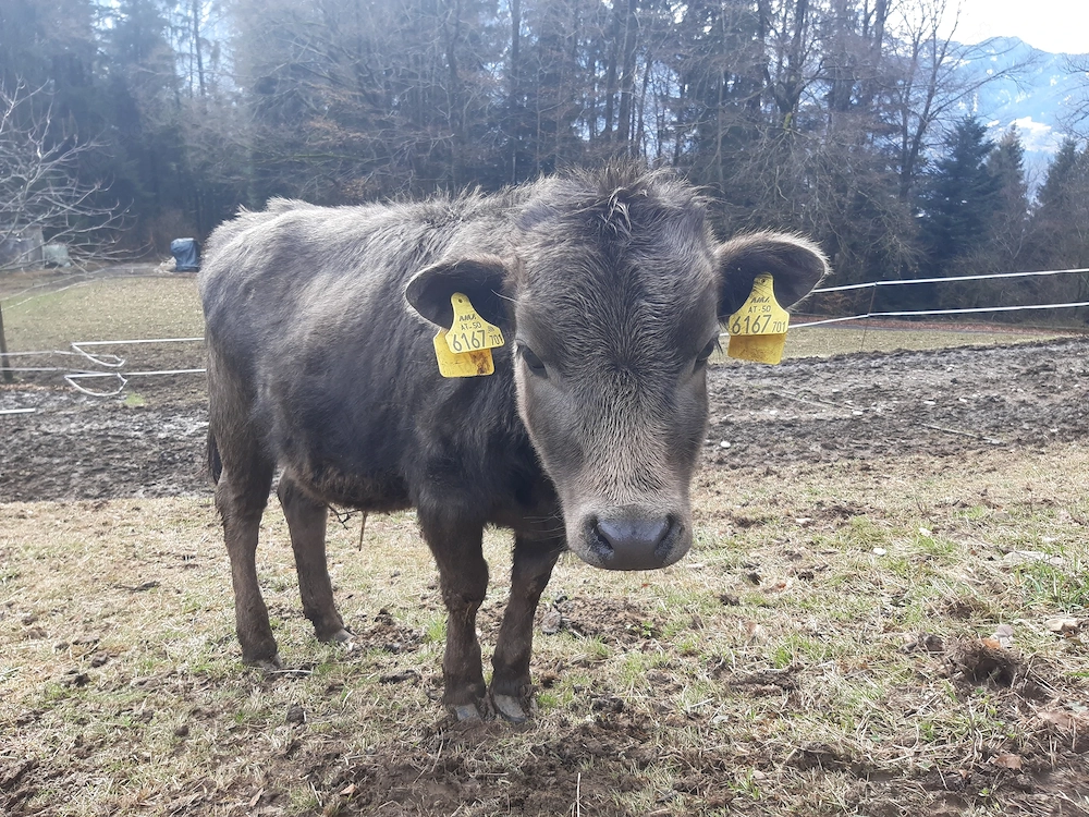 Zwerg - Rinder (Rasse: Dahomey) zu verkaufen