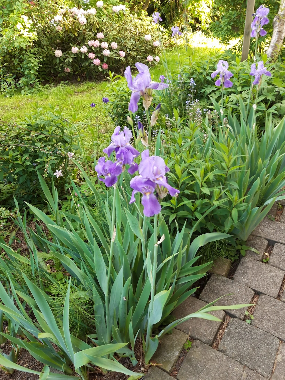 Schwertlilien - winterhart