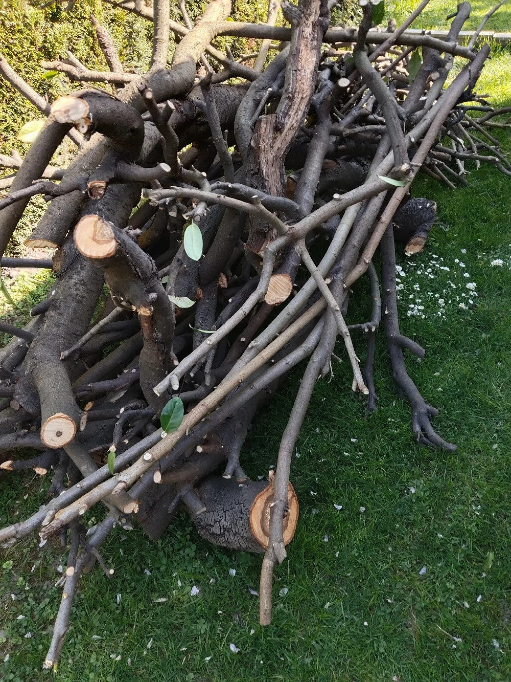 Brennholz zu verschenken