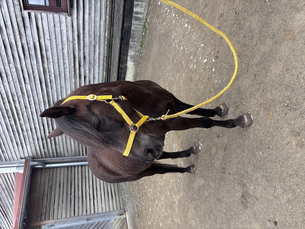 KHALEESI   charakterstarke Kleinpferd-Stute sucht ihren Menschen