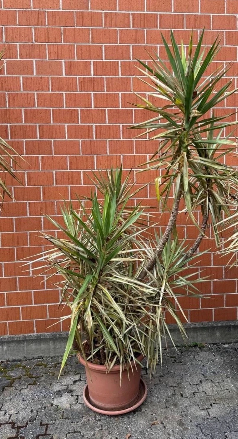 Yucca Palme