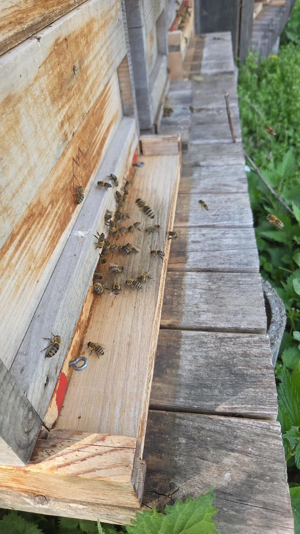 Kunstschwärme 2kg Bienen und Wirtschaftskönigin 2025 zu verkaufen