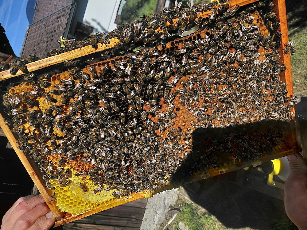 Jungvölker zu verkaufen