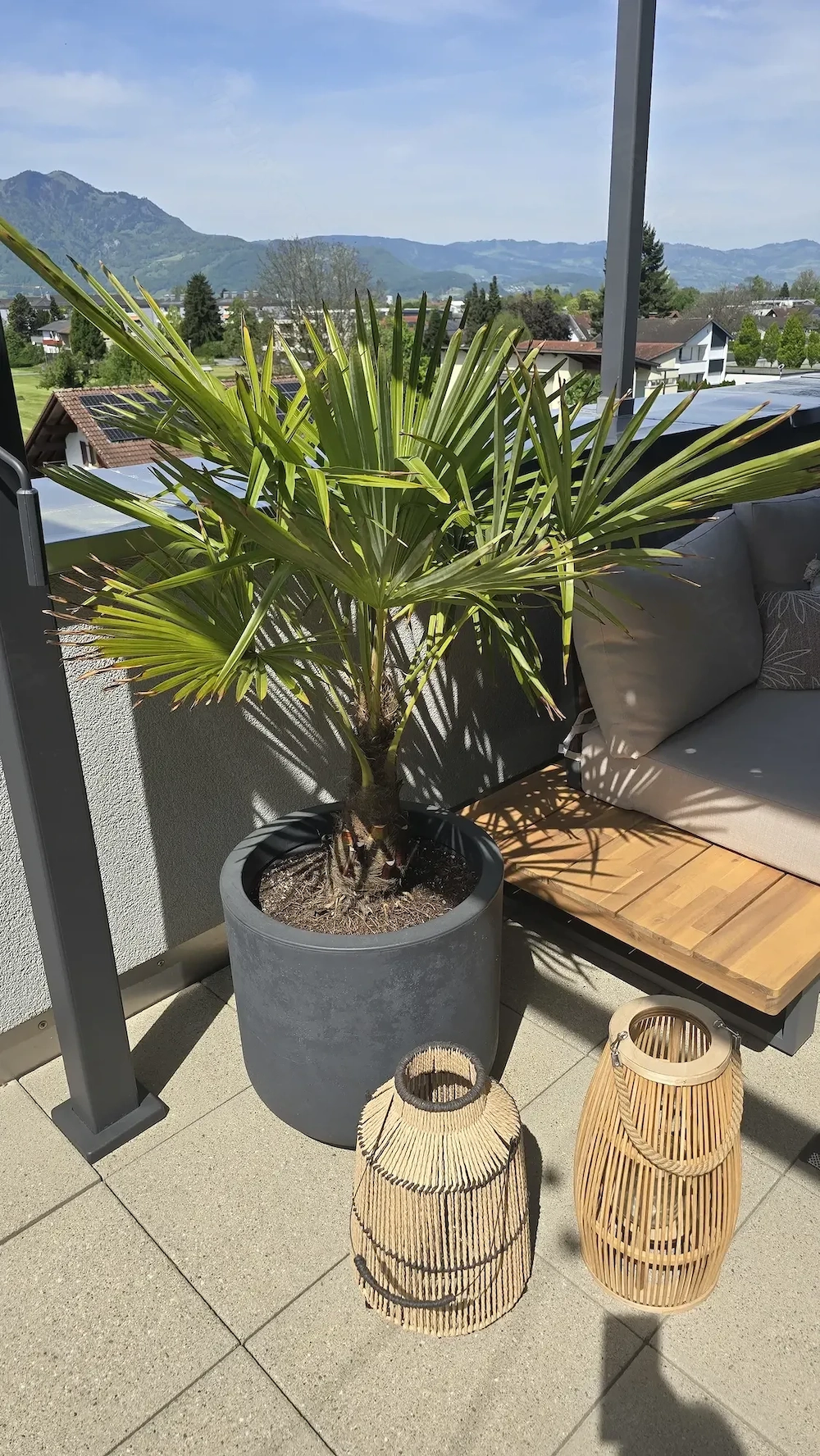 Palme inkl Topf 140cm Pflanzen