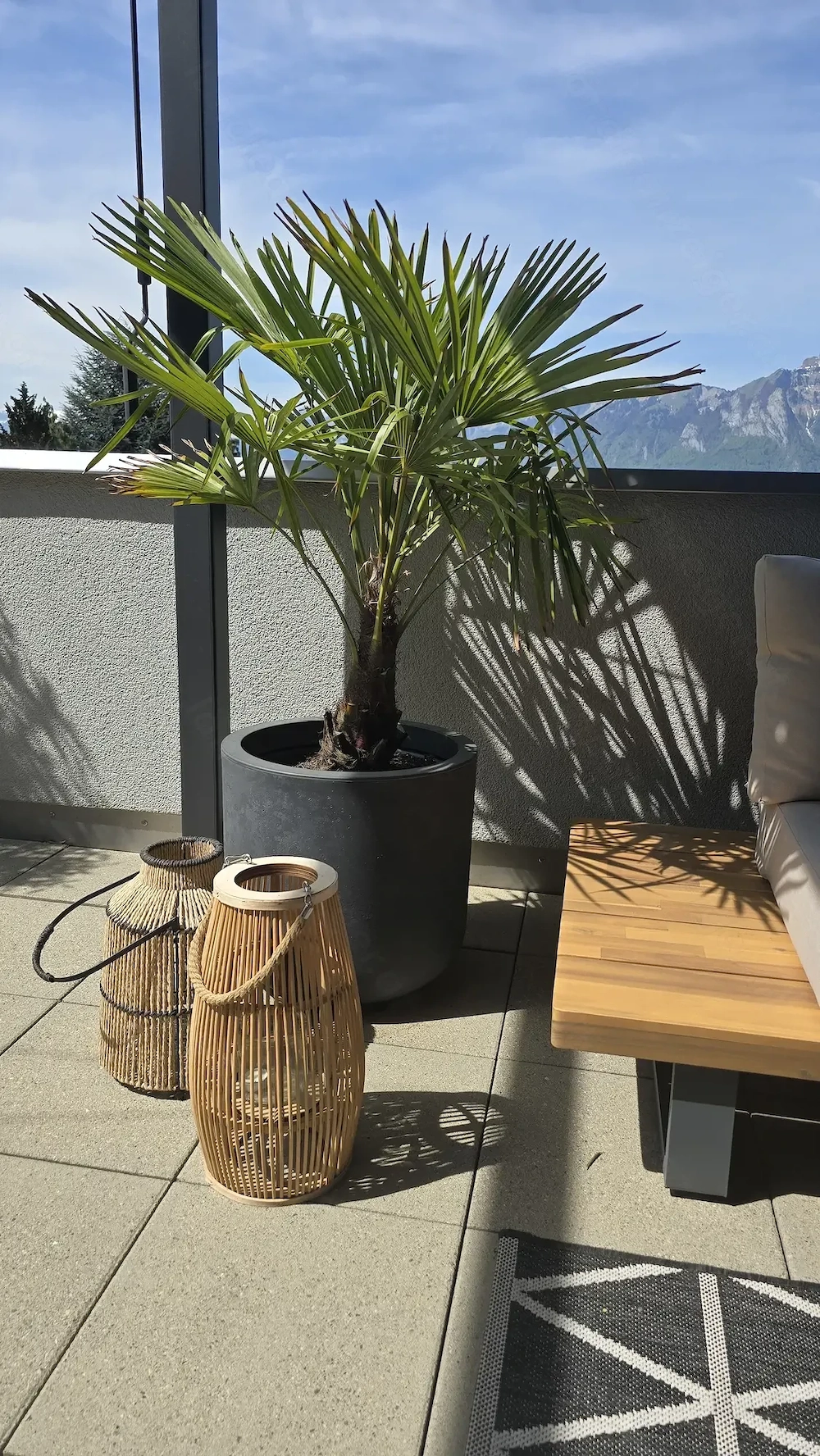 Palme inkl Topf 140cm Pflanzen