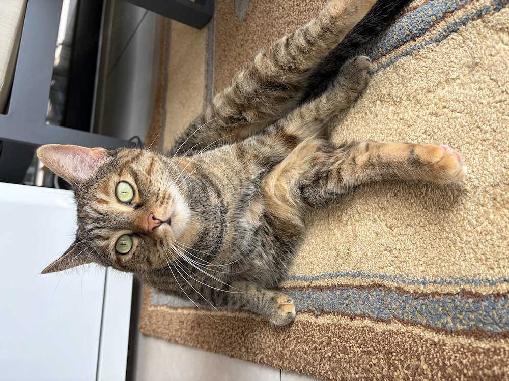 Liebevolles Katzen-Duo sucht neues Zuhause 