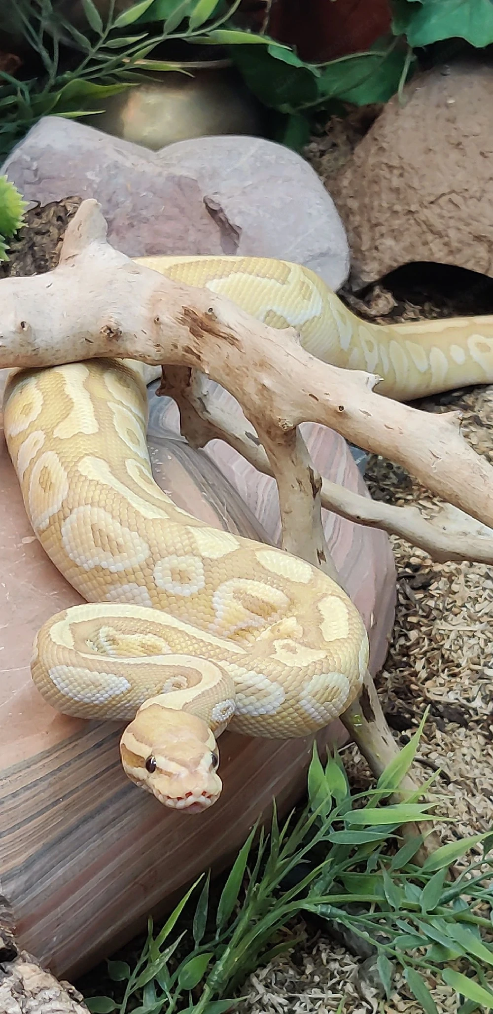 Königspython zu verschenken