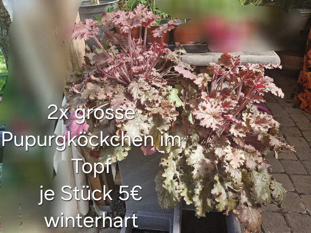 2 grosse Purpurglöckchen