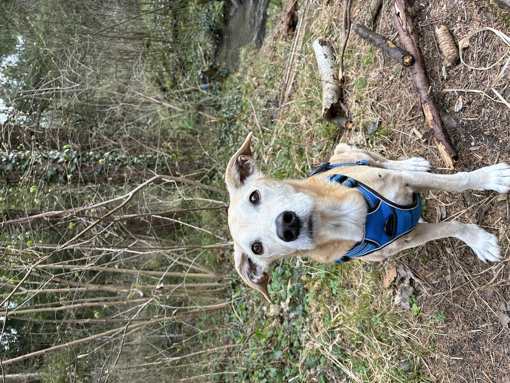 Hundebetreeung gesucht! Ludesch
