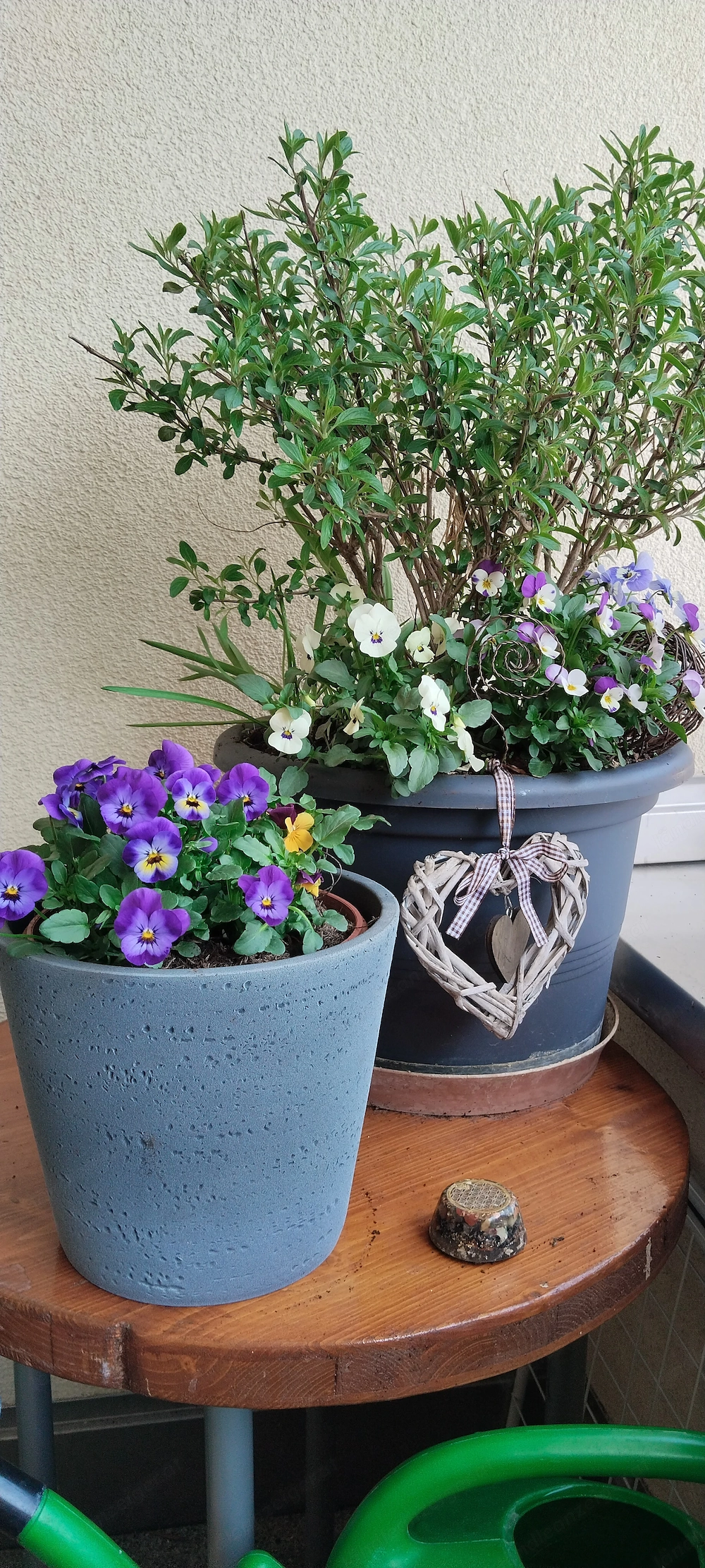SUCH 2 Zimmer Wohnung langfristig in Mäder zu mieten