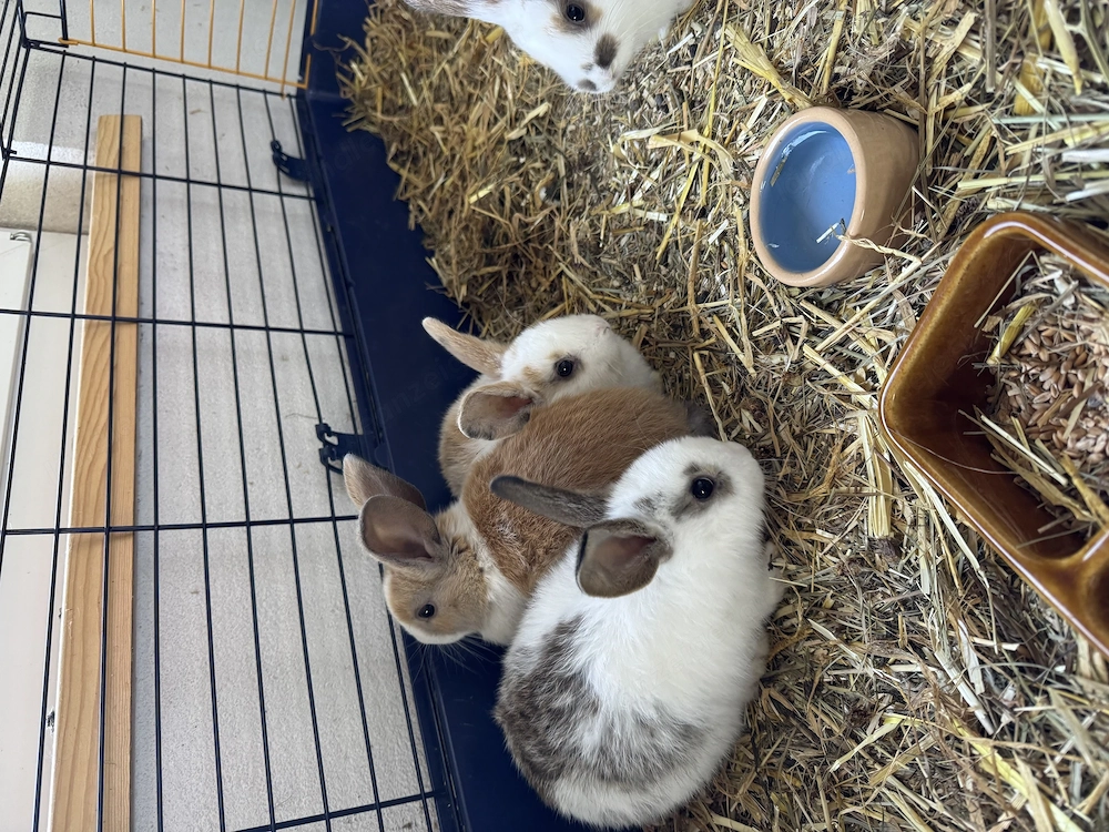 Zwergkaninchen 6 Wochen alt zu vergeben 