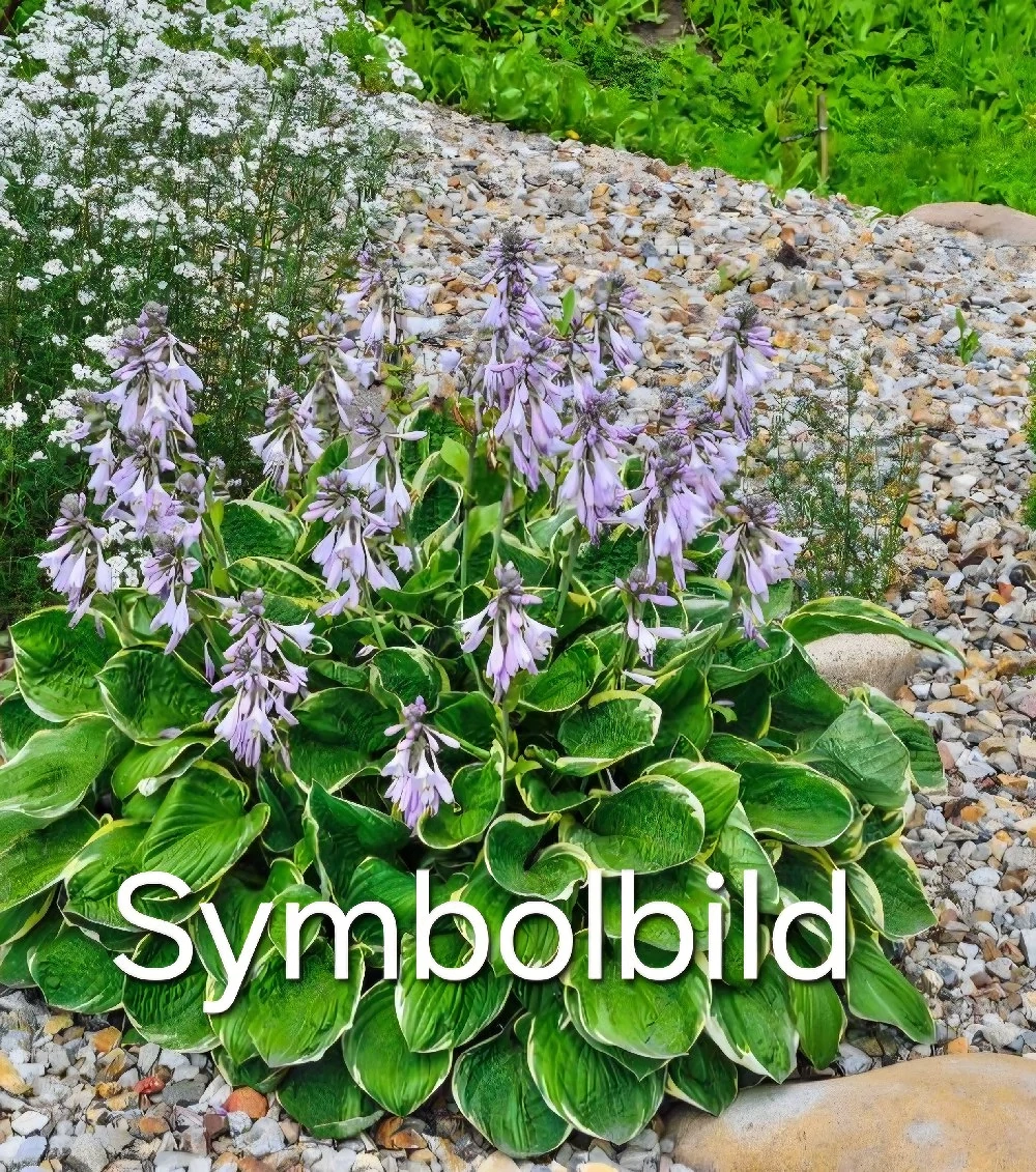 Funkie  Hosta lila blühend