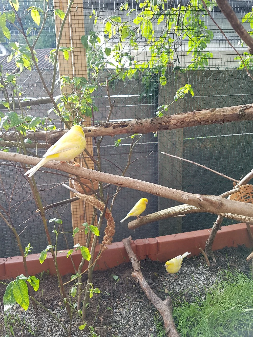 Suche gelbe Kanarienvögel 