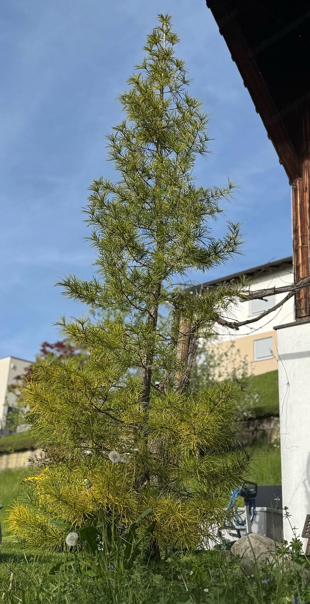 Japanische Schirmtanne (Sciadopitys verticillata)