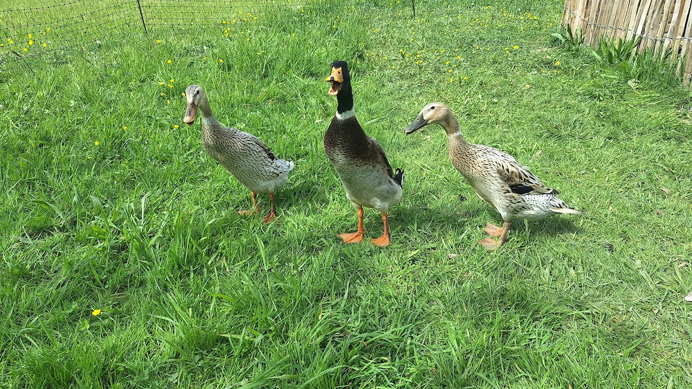 Laufenten zu verschenken 