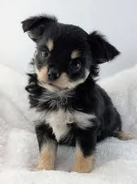 Chihuahua-Welpen suchen ein liebevolles Zuhause.