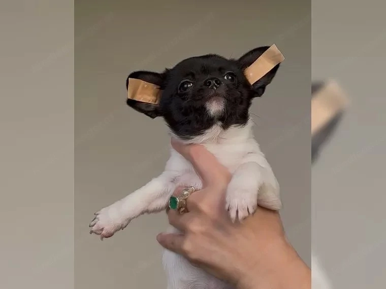 Chihuahua-Welpen suchen ein liebevolles Zuhause.