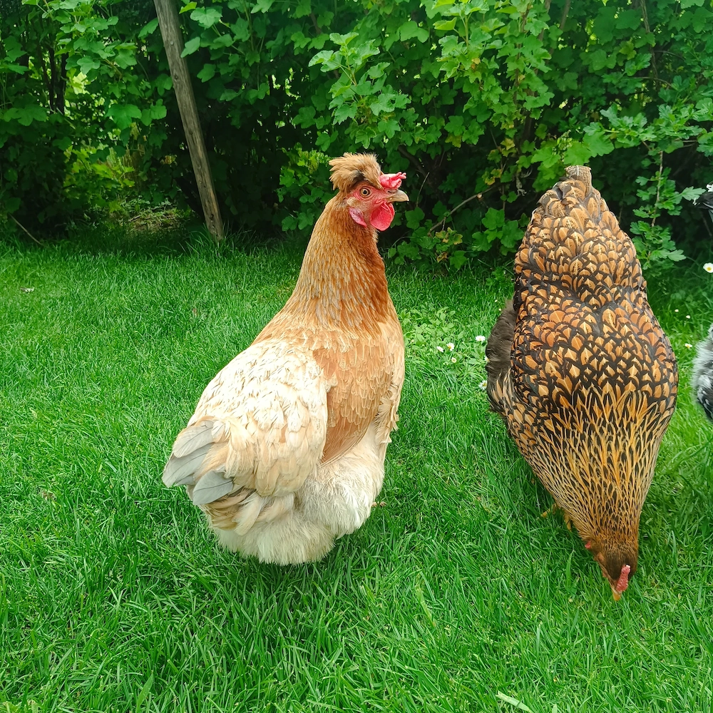 Mooshuhn und Wayandottenhuhn