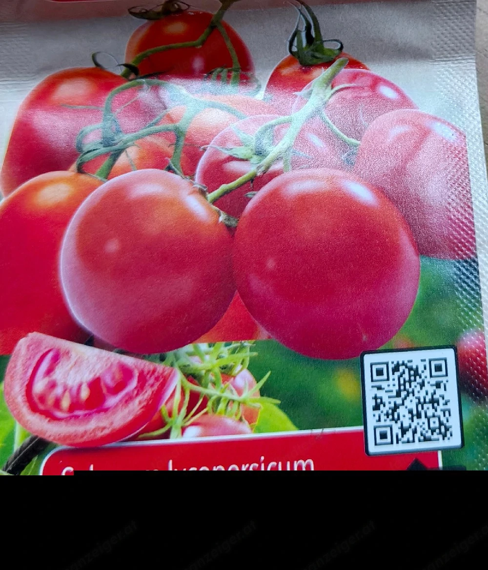 Rispen Tomaten Setzlinge 