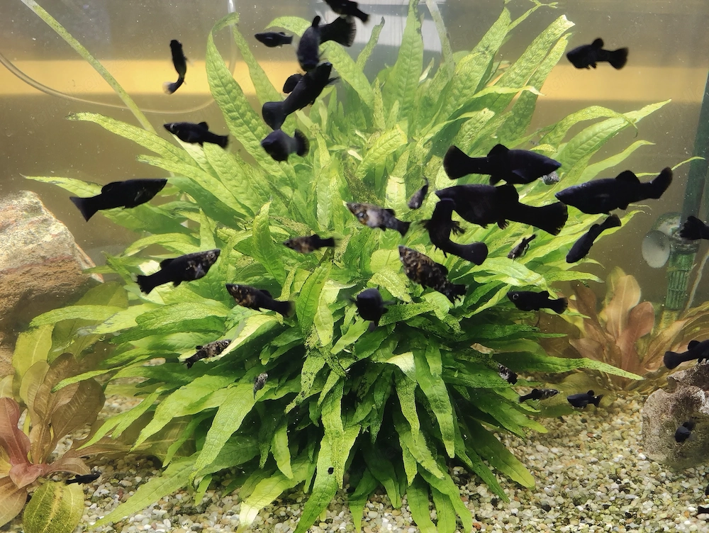 Fische  Mollys zu verschenken