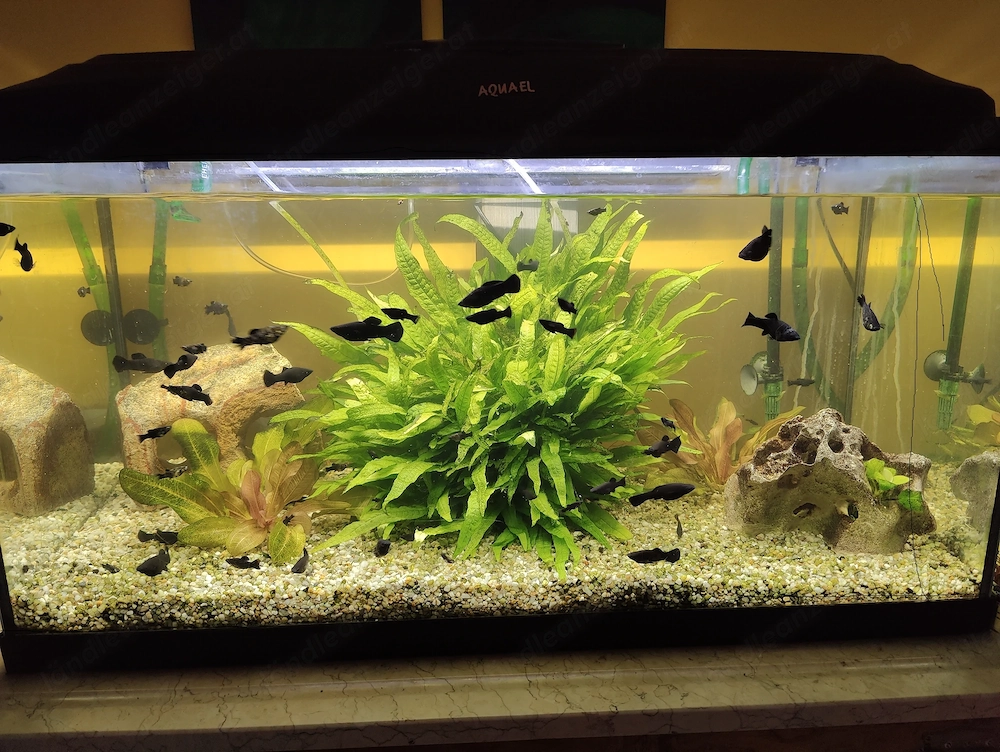 Fische  Mollys zu verschenken